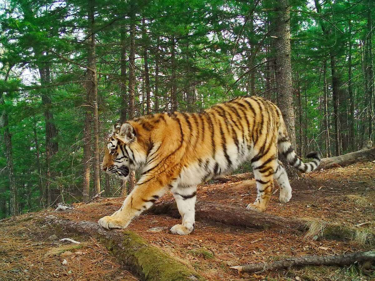 Владимир Путин обратился к участникам форума по сохранению амурского тигра.