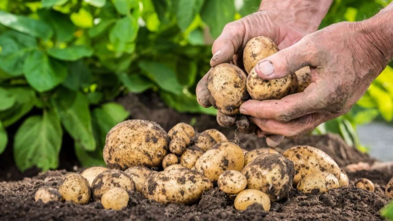 Российские ученые создали новый препарат для защиты картофеля от болезней