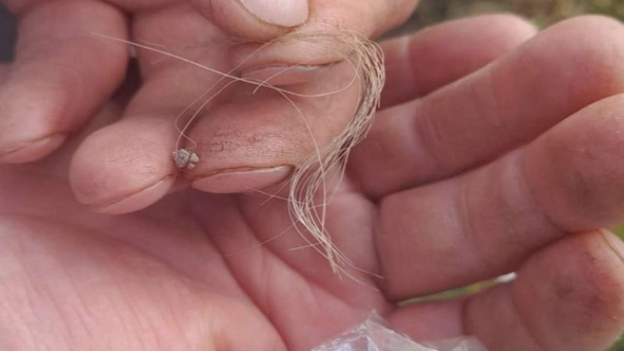 Александр Кориков: Ученые заинтересовались «волосами йети», обнаруженными охотниками в лесу