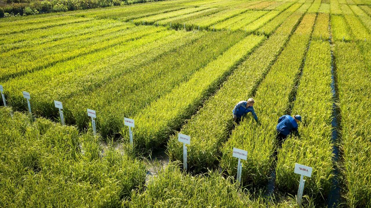 В Крыму впервые после вхождения в состав России собрали урожай риса