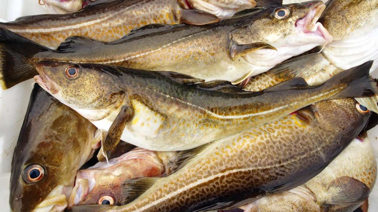 Россия резко увеличила экспорт рыбы и морепродуктов в Китай