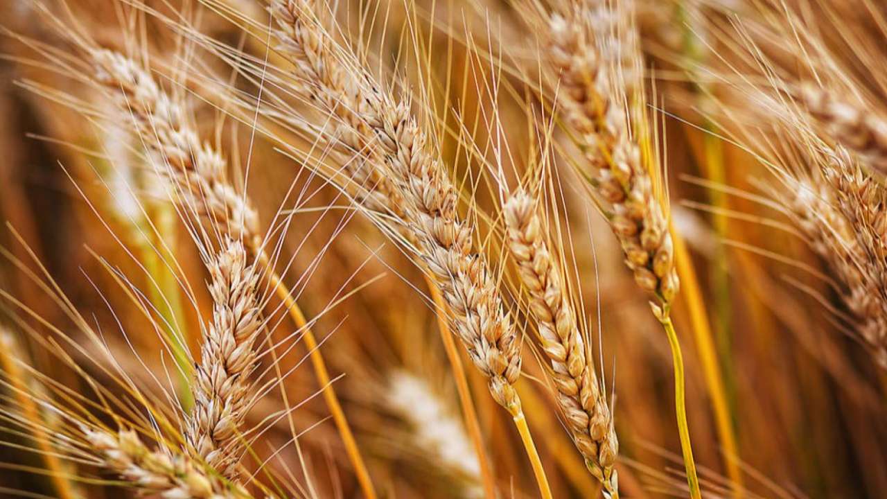 Россия продлила зерновую сделку еще на 60 дней