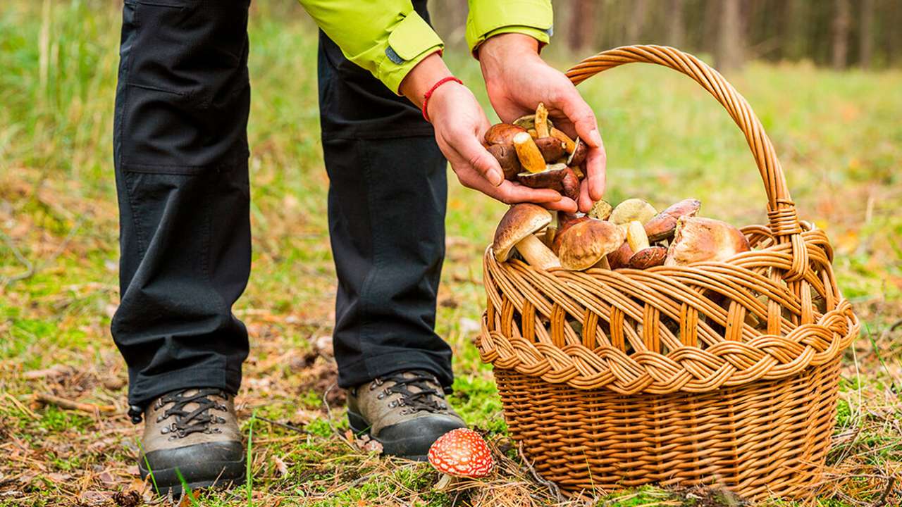 В России установлен новый рекорд по сбору лесных грибов, орехов и ягод