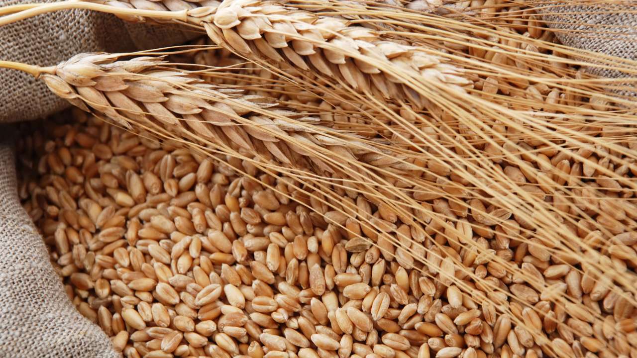 Цены на пшеницу в России упали до рекордно низкого уровня
