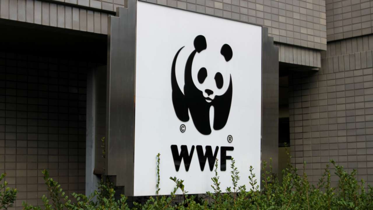Деятельность Всемирного фонда дикой природы (WWF) признана в России нежелательной