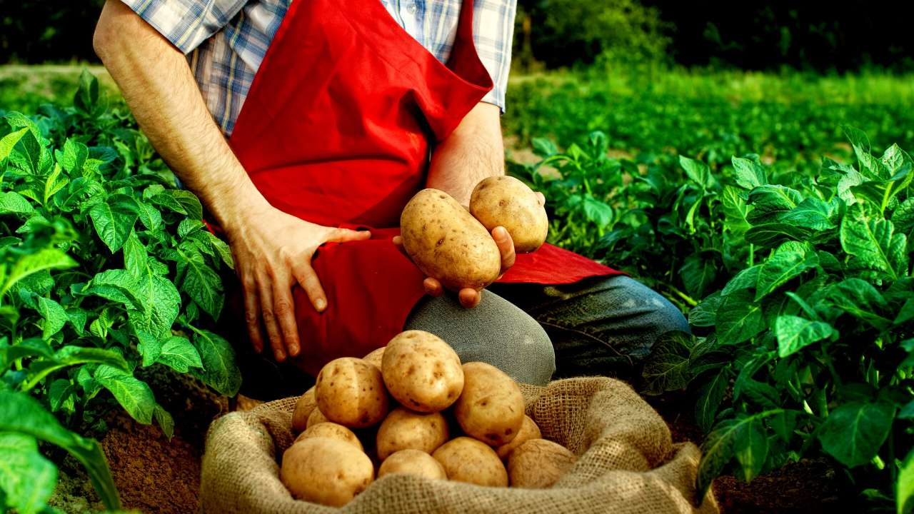 Ученые КрасГАУ вывели новые сорта сои и картофеля, адаптированные для северных регионов России