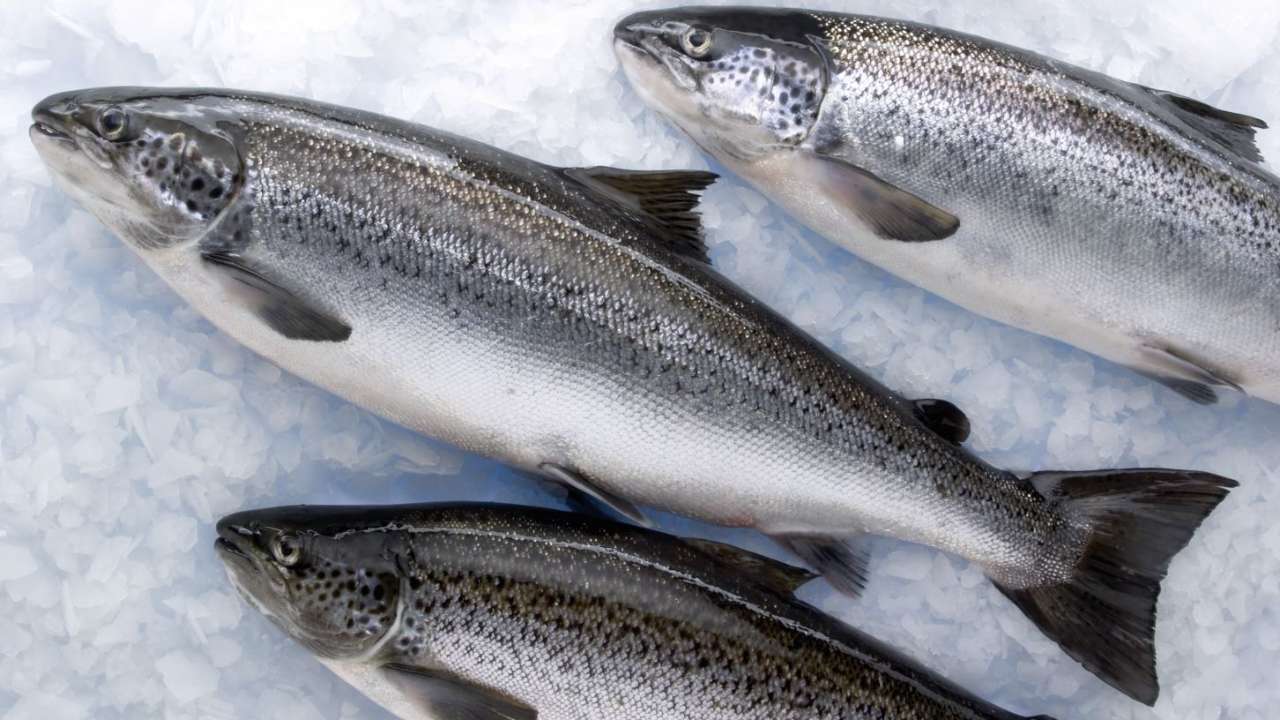 Росрыболовство предложило наложить запрет на ввоз рыбной продукции с Фарерских островов   