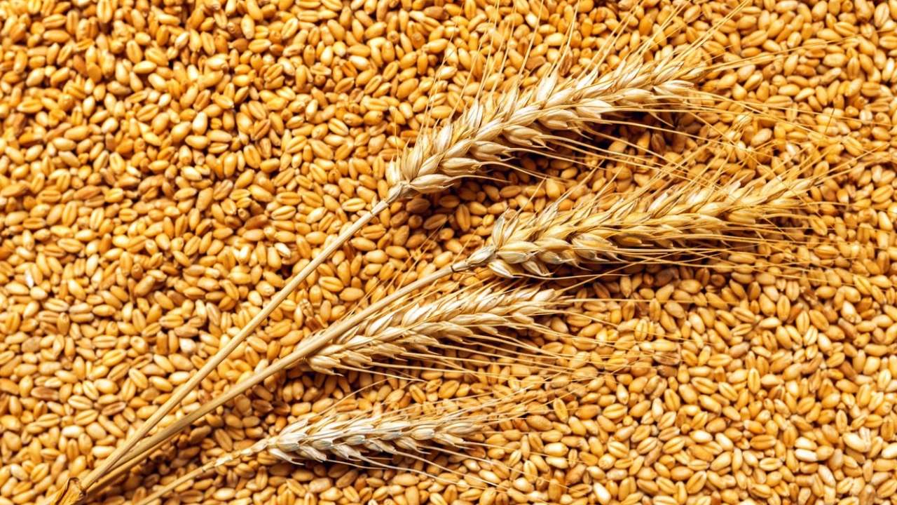 Минсельхоз предложил временно запретить вывоз твердой пшеницы из России