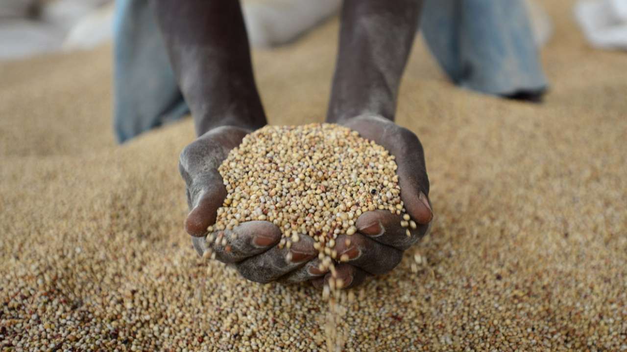 Россия направит в Африку безвозмездно 200 тыс. тонн пшеницы до конца 2023 года