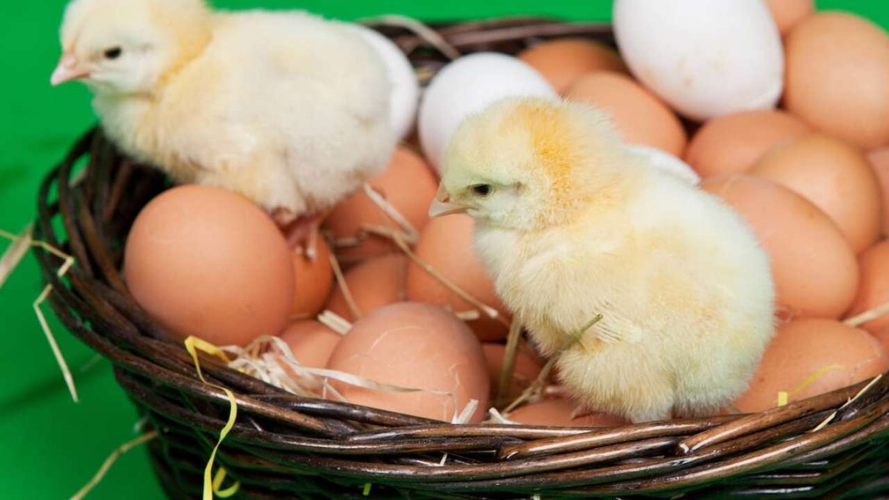 Россия начала получать инкубационные яйца из Турции