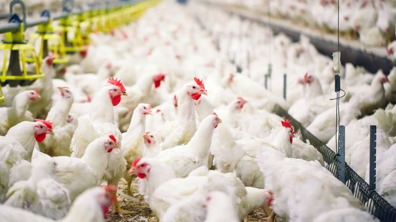 Российские производители мяса птицы сообщили о стабильной работе предприятий и наращивании производства 