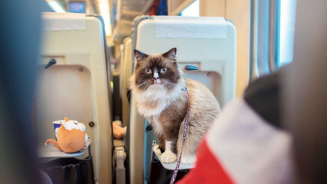 В РЖД изменят правила перевозки животных после гибели кота Твикса, которого выбросила из вагона поезда проводница