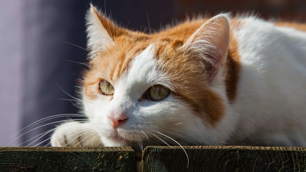 Бастрыкин заинтересовался обстоятельствами гибели кота Твикса, который был выброшен из поезда  