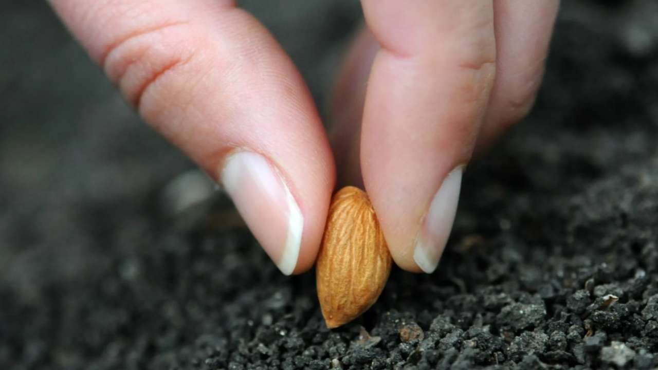 В России введены квоты на ввоз отдельных видов семян из недружественных стран