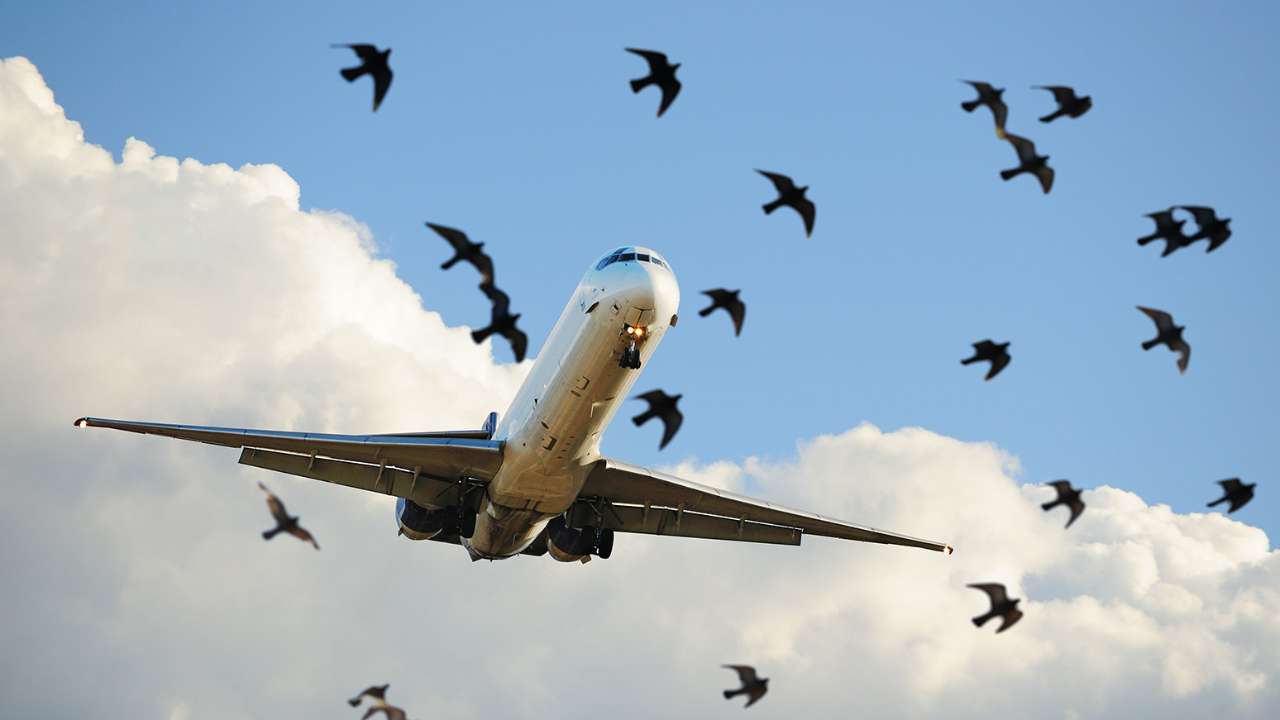 Росавиация заявила об увеличении числа инцидентов с самолетами из-за птиц