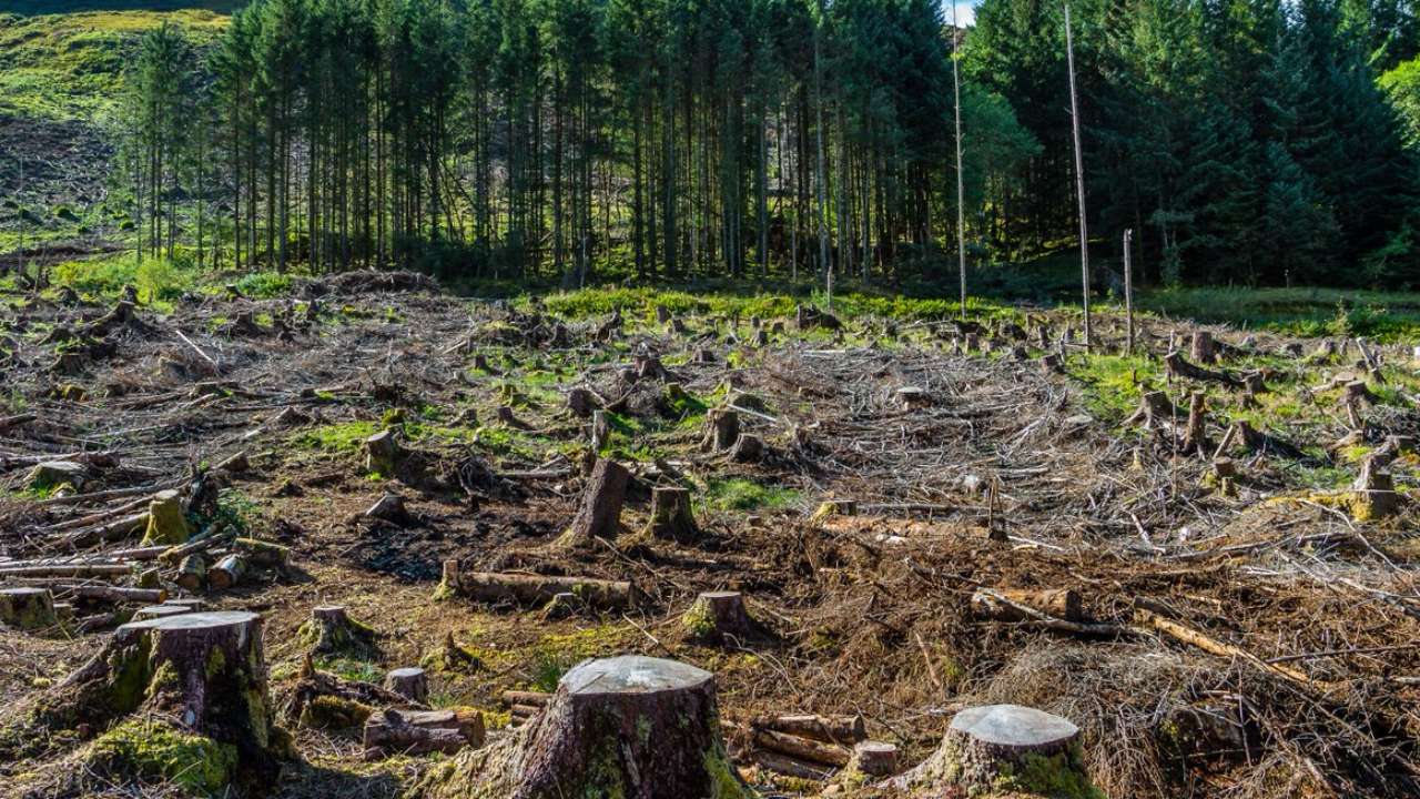 В России искусственный интеллект будет выявлять незаконные рубки и вести лесной реестр
